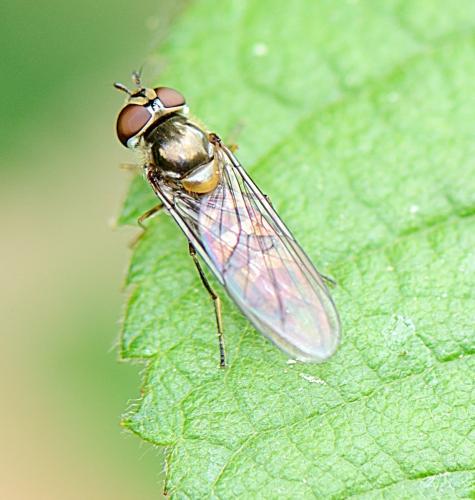 Meliscaeva auricollis